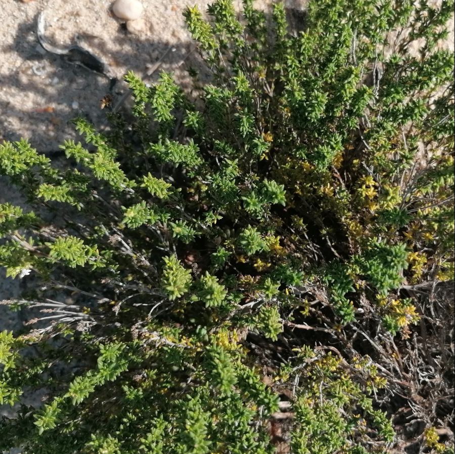 As Plantas Silvestres Comestíveis e as outras da Fonte da Telha