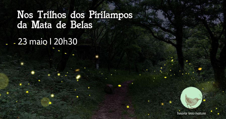 Nos Trilhos dos Pirilampos da Mata de Belas