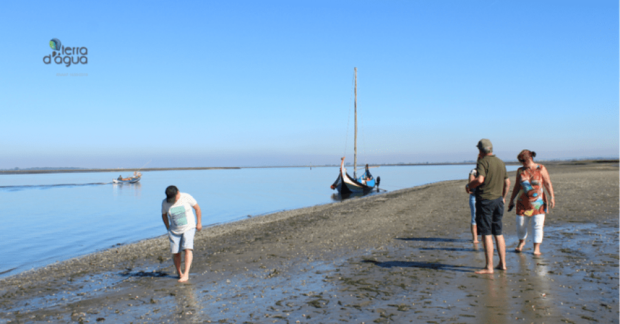 Passeio de Barco Moliceiro com experiência na apanha de bivalves