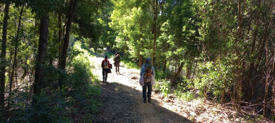 Caminhadas de Reconexão em Silêncio – O Bosque da Peninha