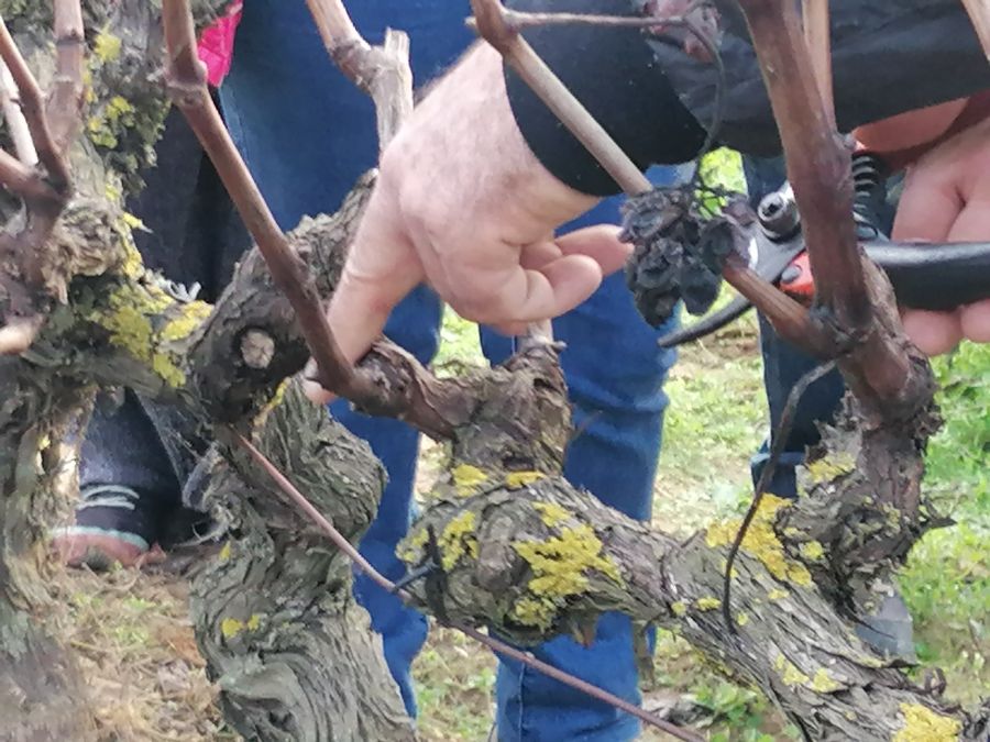 Como cuidar e podar da vinha biológica