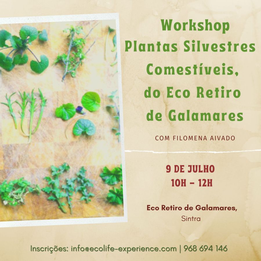 Plantas Silvestres Comestíveis do Eco Retiro de Galamares