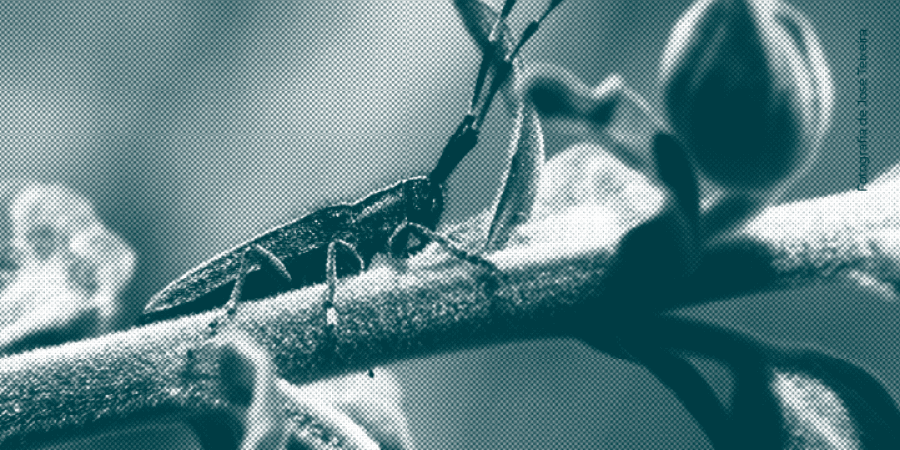 Bioblitz no Corim