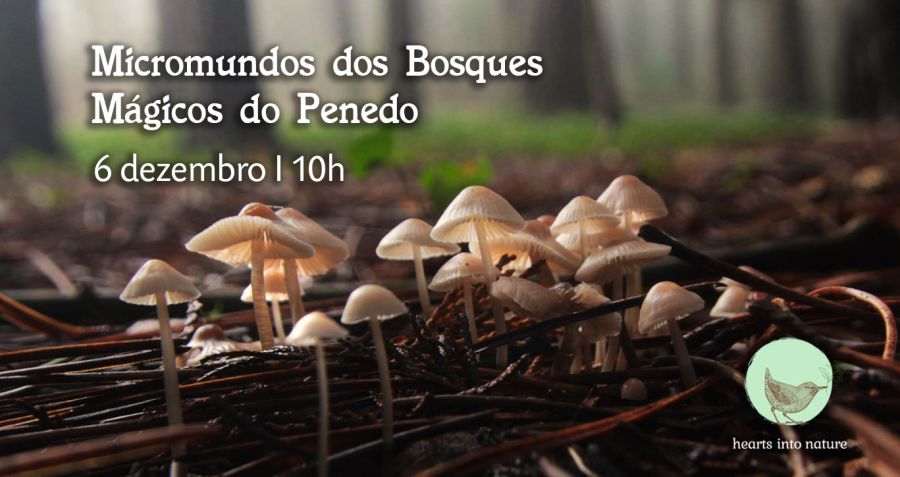 Micromundos dos Bosques Mágicos do Penedo