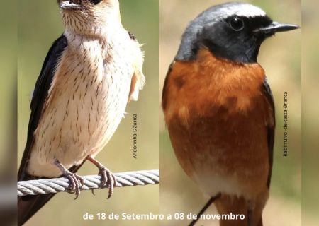 Exposição sobre Aves Migratórias no Algarve