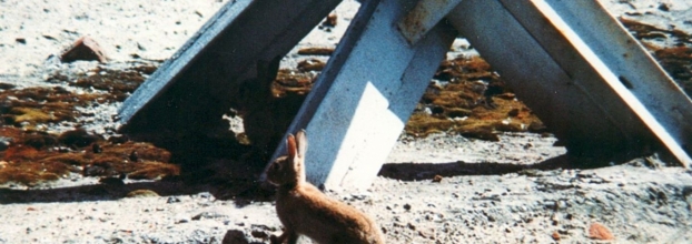 Los conejos del Muro Esterhazy
