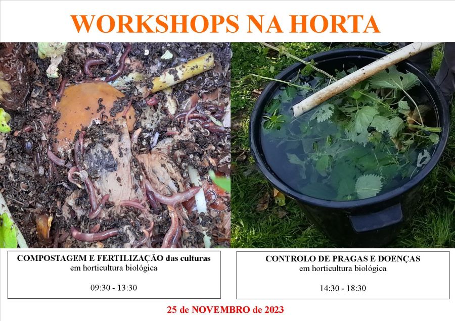 Workshops na Horta