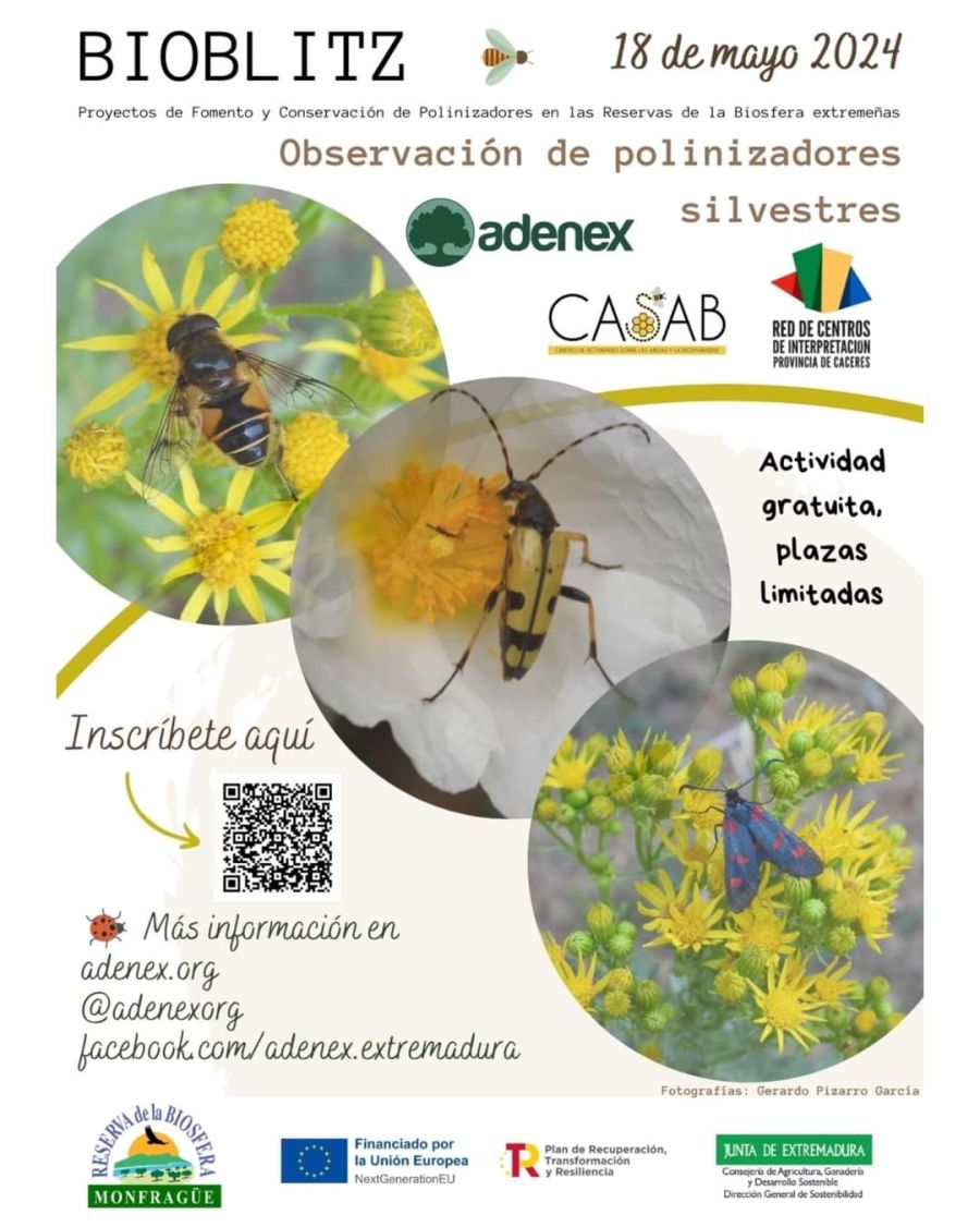 BIOBLITZ: observación y registro polinizadores