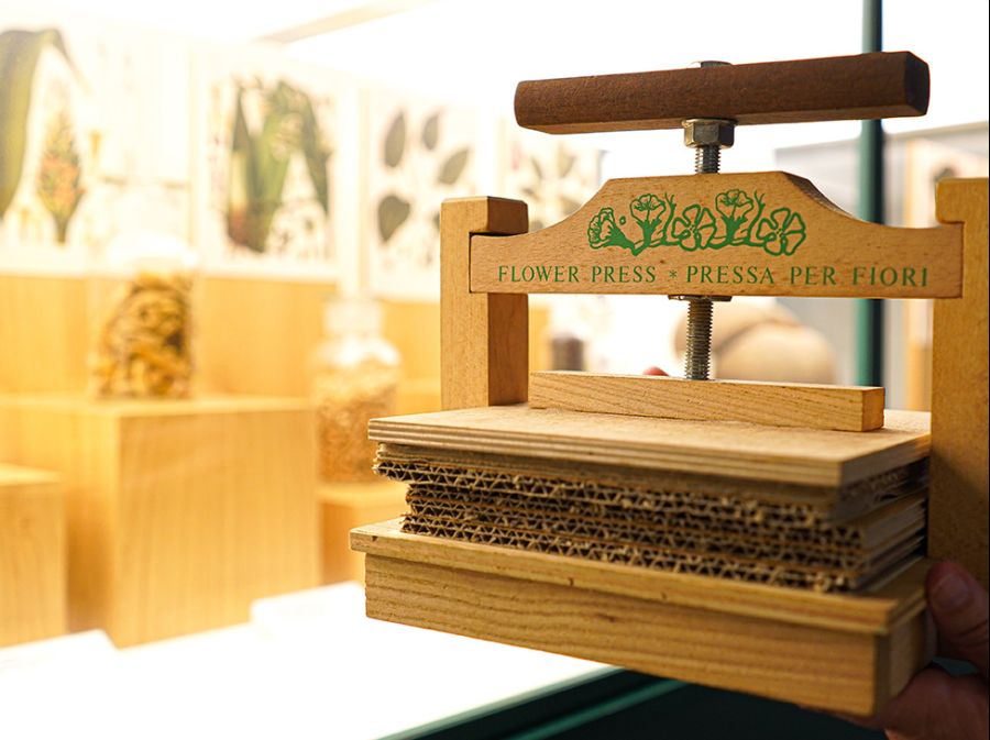 Oficina • O meu primeiro herbário