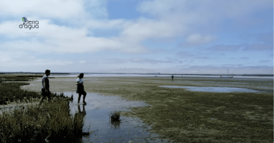 Passeio de Moliceiro com experiência na apanha de bivalves