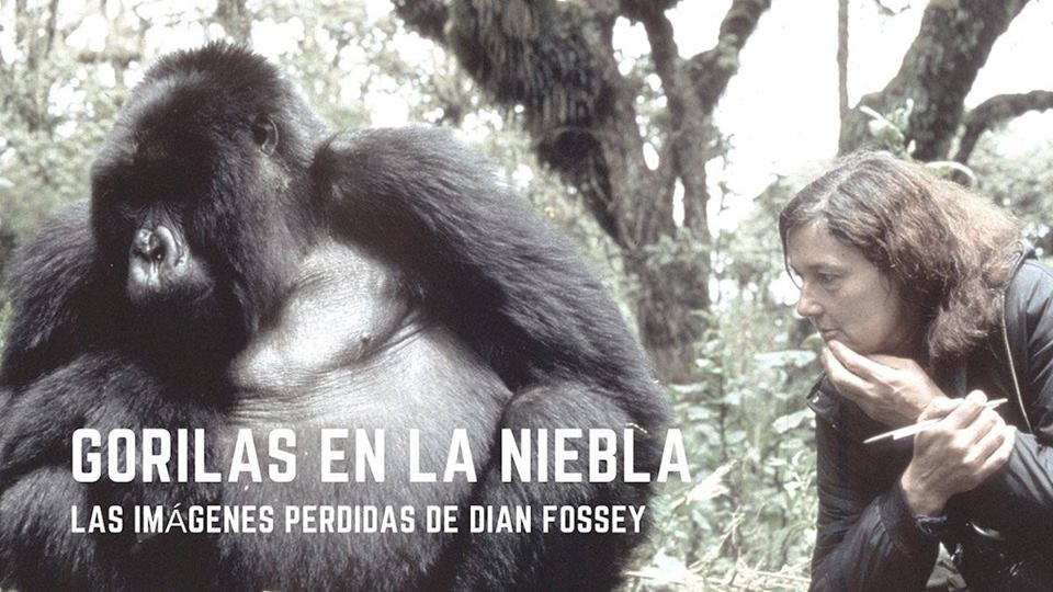 Ciclo de Cine presenta: Gorilas en la Niebla