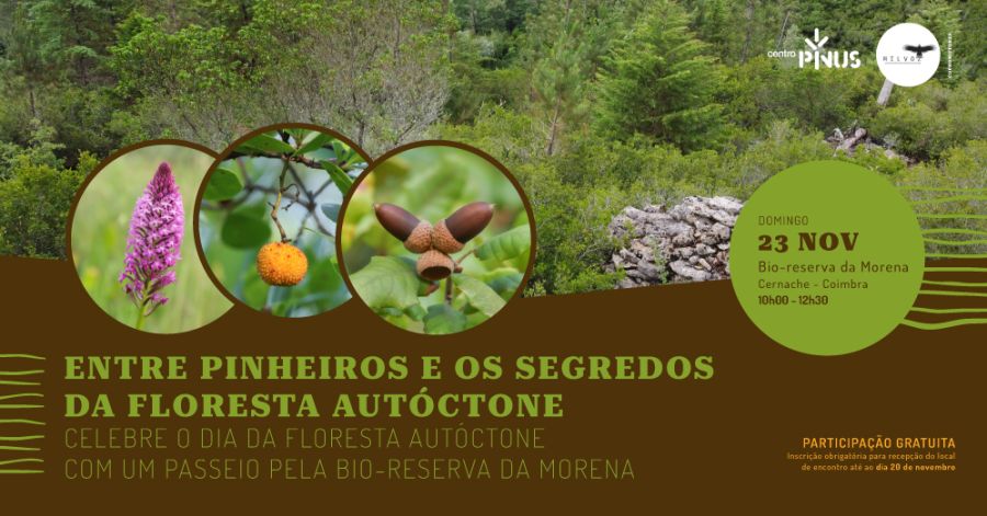 Caminhada interpretativa 'Entre pinheiros e os segredos da floresta autóctone'