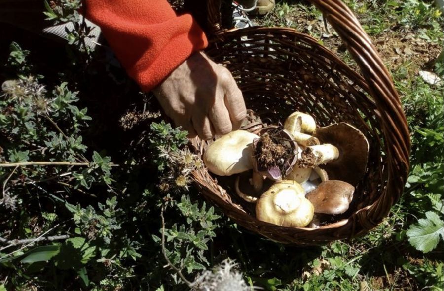 Jornadas Transfronterizas del Gurumelo 2027