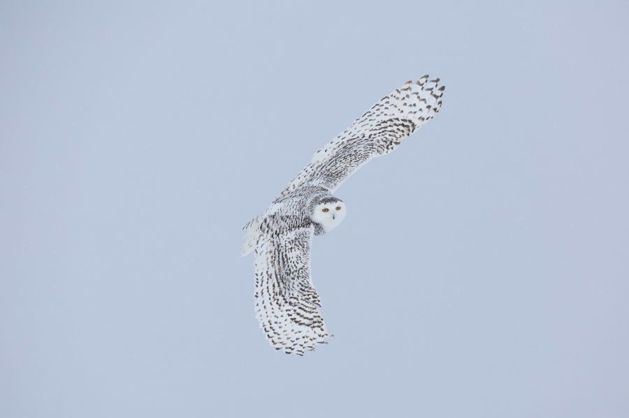 Inauguração da exposição 'Ser ave e outros seres' de Maurício Soares