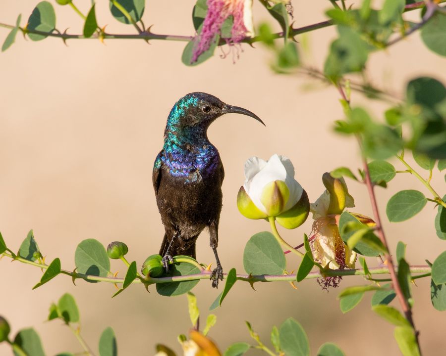 Inauguração da exposição 'Aves da Palestina - a persistência da vida na catástrofe'