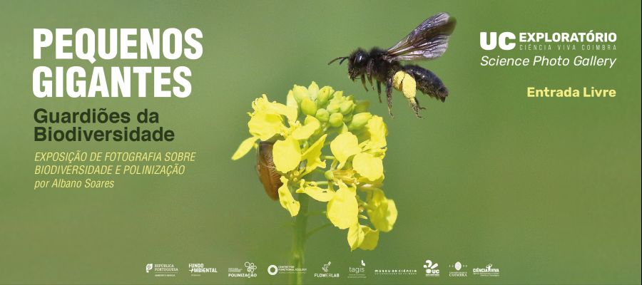 Pequenos Gigantes - Guardiões da Biodiversidade