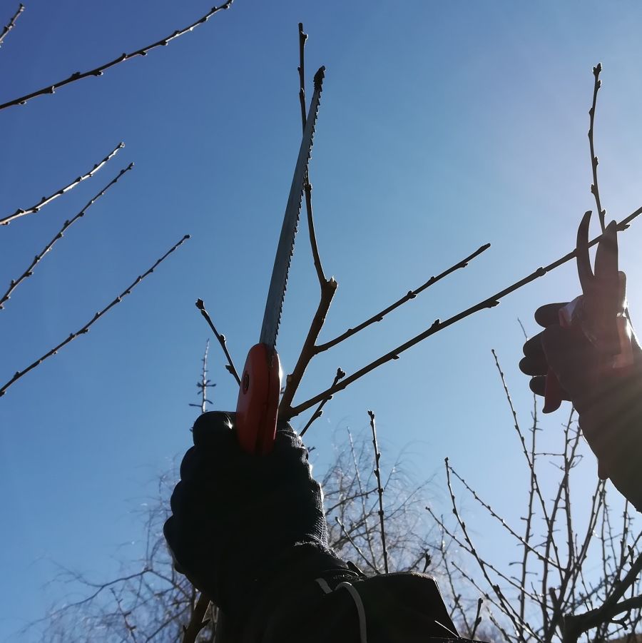 Podas em Fruticultura Biológica