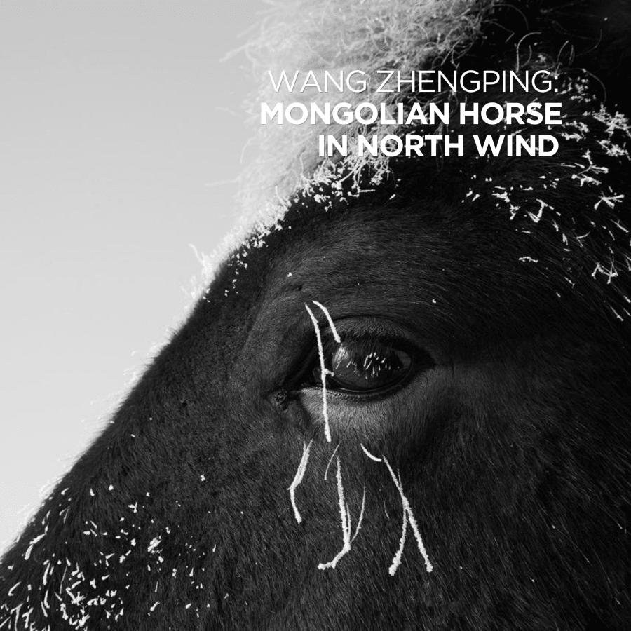 Wang Zhengping: Mongolian Horse in North Wind