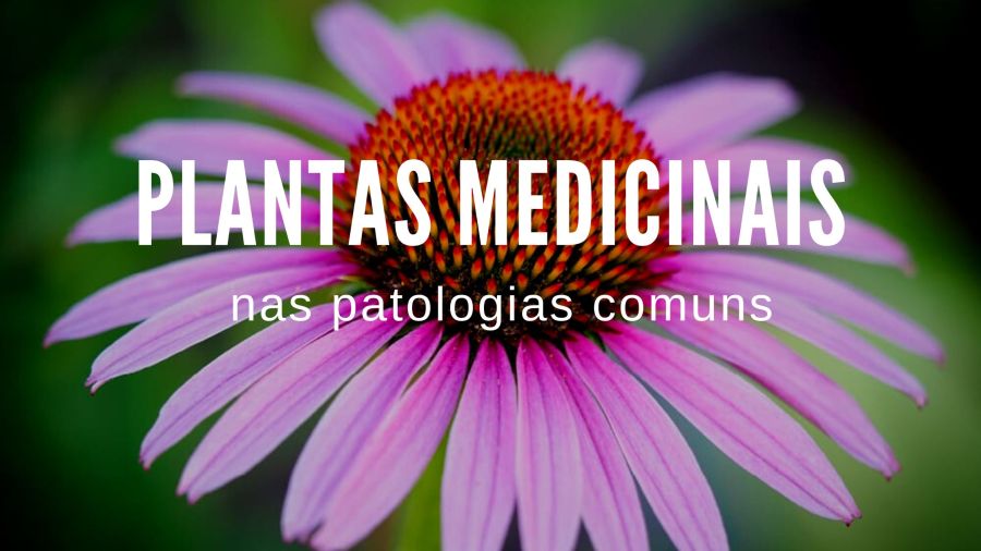Plantas Medicinais nas patologias comuns - Workshop