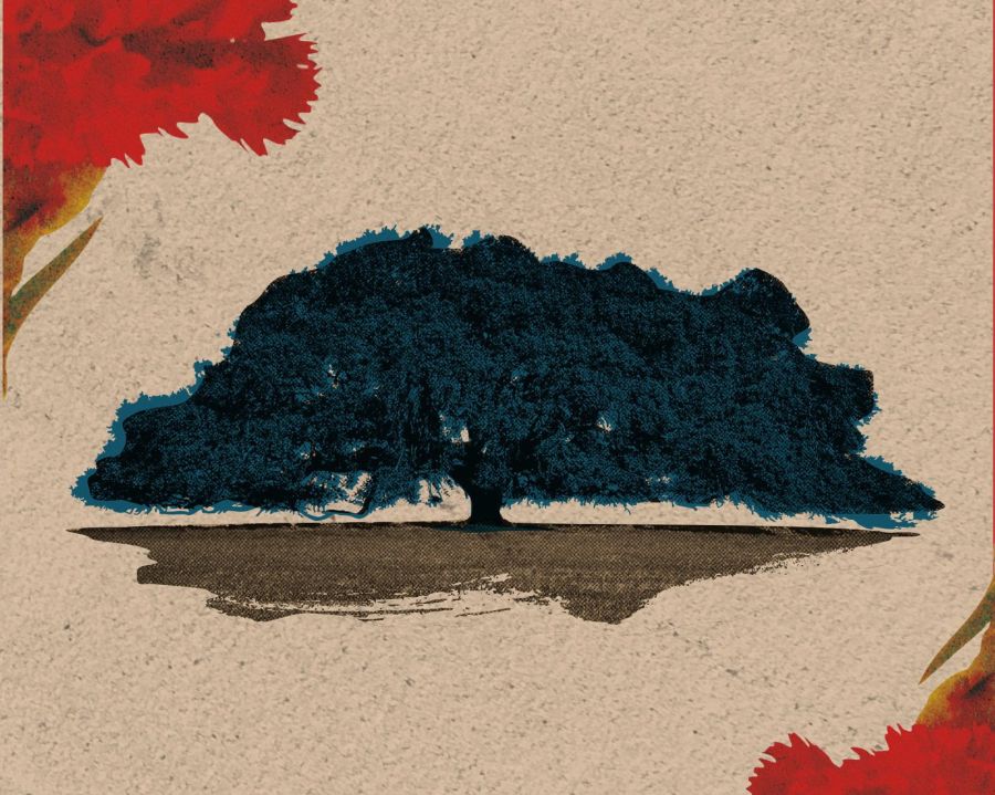 As Sombras de uma Azinheira