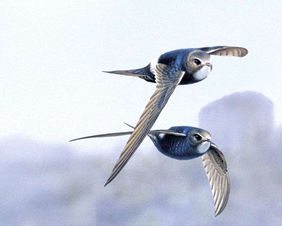 Actividades previas a FIO en la Reserva de la Biosfera de Monfragüe