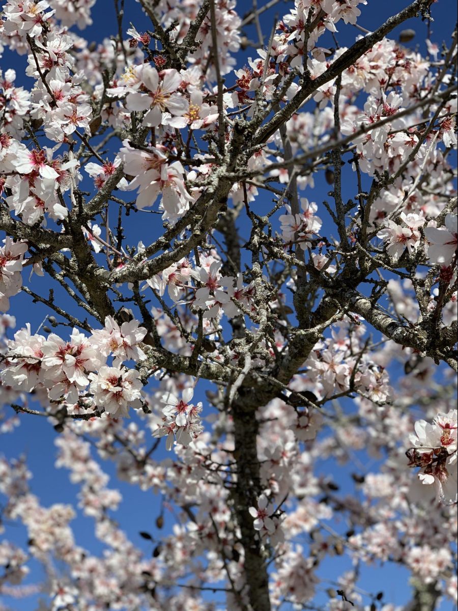 Fiesta del Almendro en Flor 2026 | Garrovillas de Alconétar