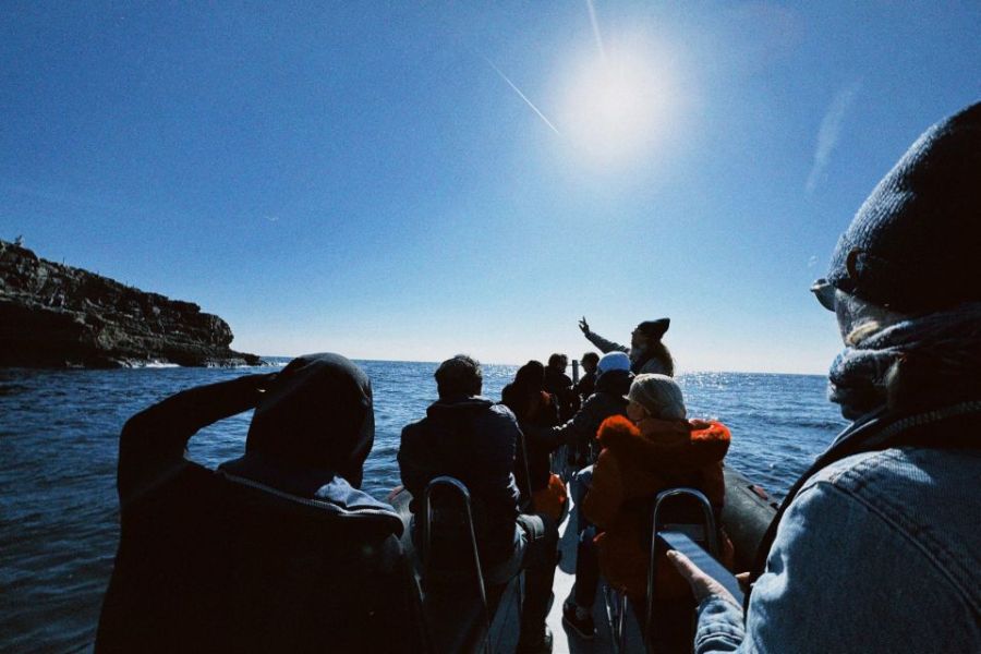 Expedição ao oceano para observação de golfinhos e baleias