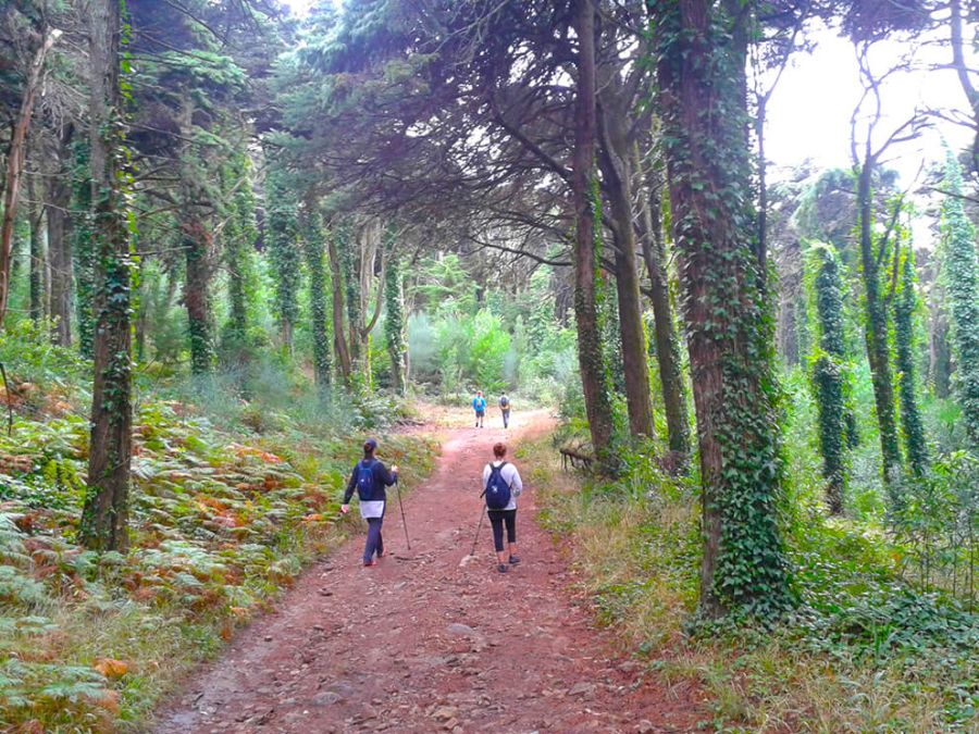  Caminhada pelo Bosque Encantado com Yoga - 20 OUT 2024