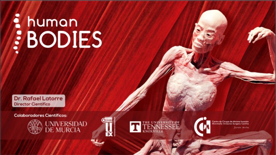 PRÓXIMAMENTE | Exposición internacional Human Bodies