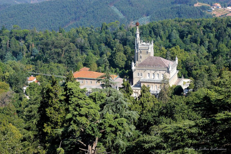 Buçaco – A Floresta Terapêutica 