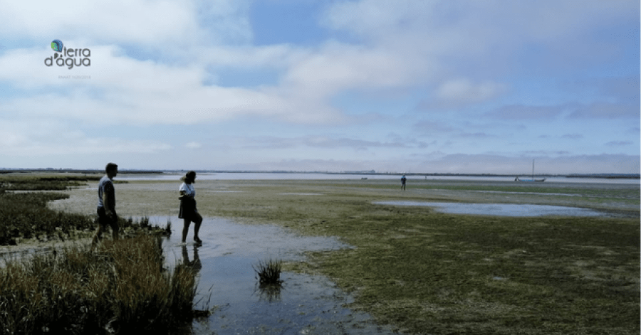 Passeio de Barco Moliceiro com experiência na apanha de bivalves