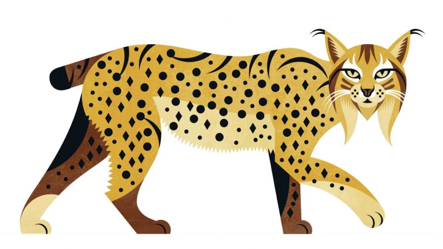 Missão Lince | Histórias do Faz-de-Conta