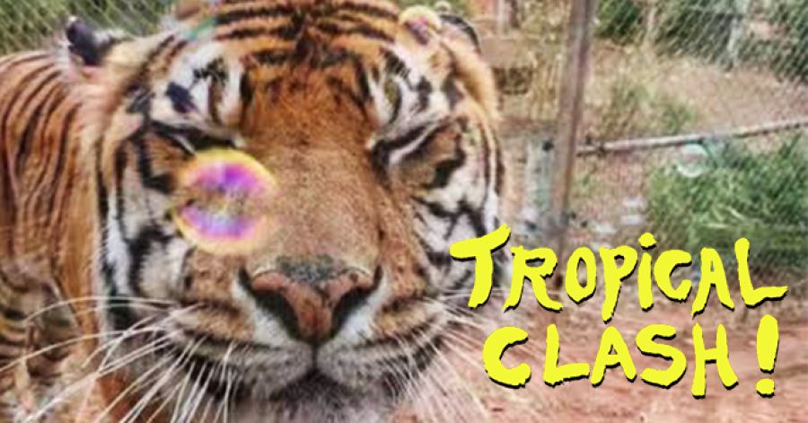 Tropical Clash | Cumbia