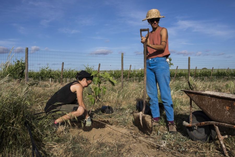 Agroecologia em Movimento 