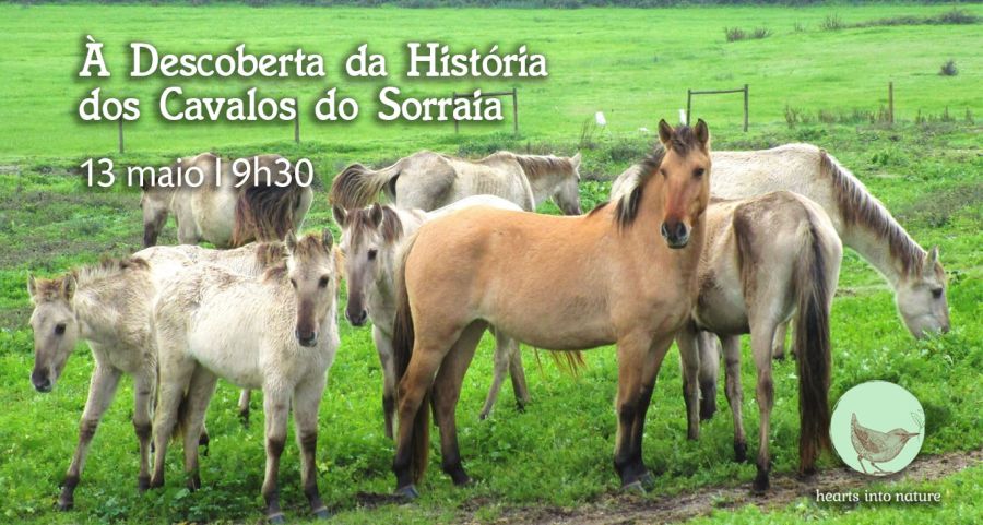 À Descoberta da História dos Cavalos do Sorraia