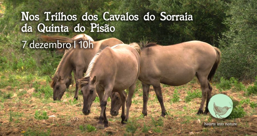 Nos Trilhos dos Cavalos do Sorraia da Quinta do Pisão