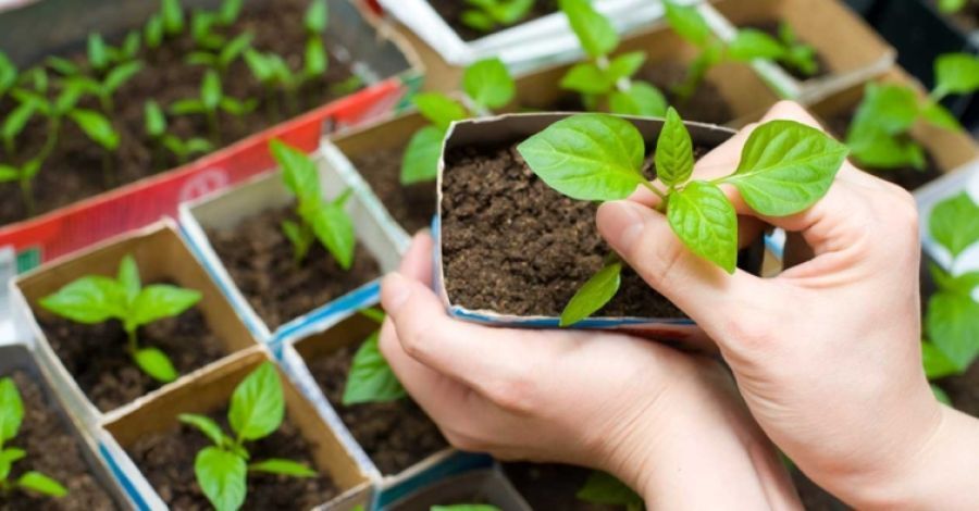 Hortas Biológicas e o Controlo de Pragas e Doenças