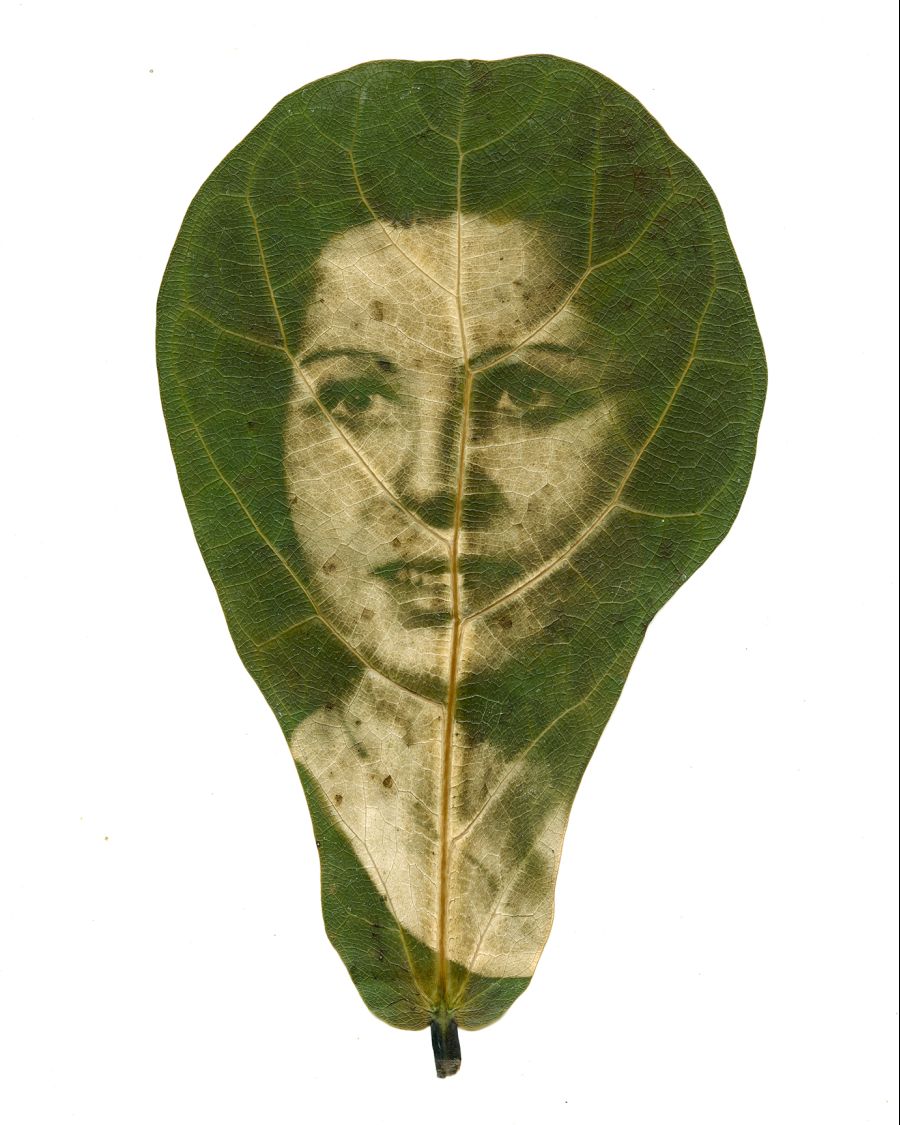 Antotipia e Fitotipia: impressão com clorofila e corantes naturais