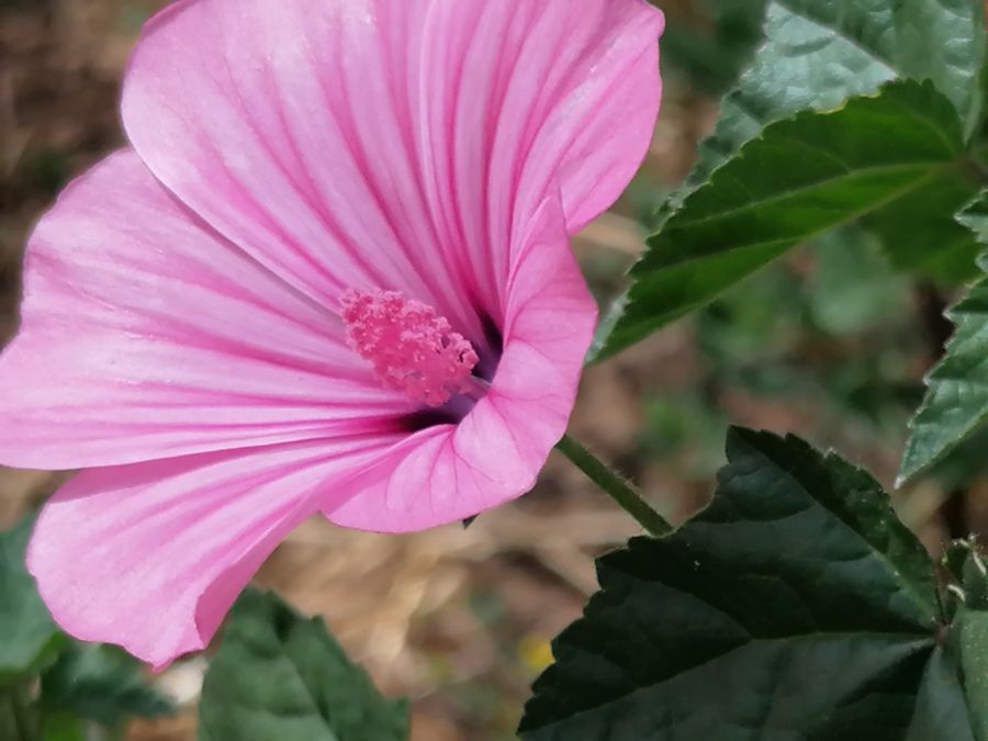 Plantas Silvestres Comestíveis/Medicinais e outras Panc's da Nossa Horta