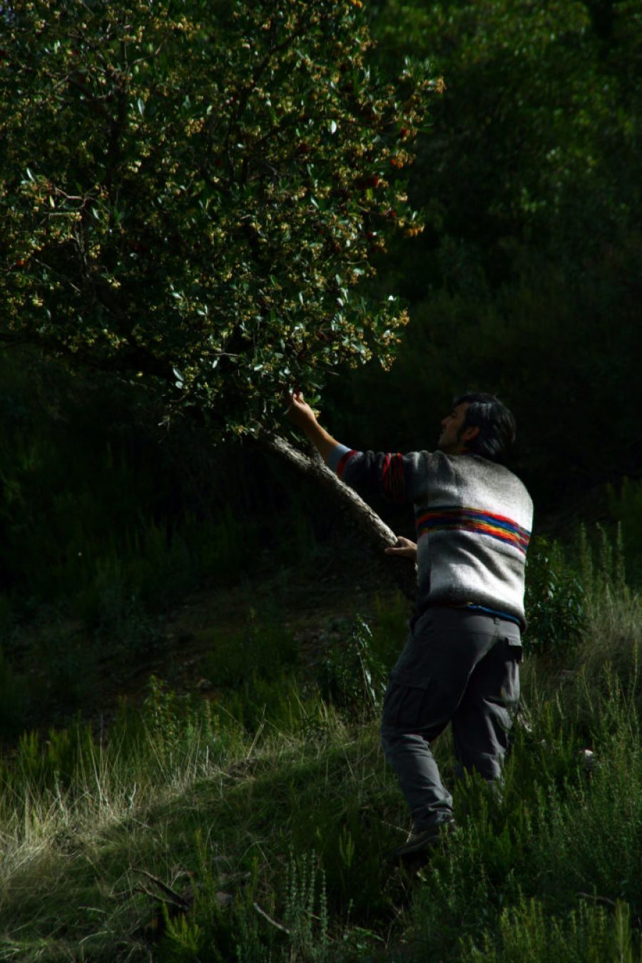 EL BOSQUE COMESTIBLE – HERRERA DEL DUQUE