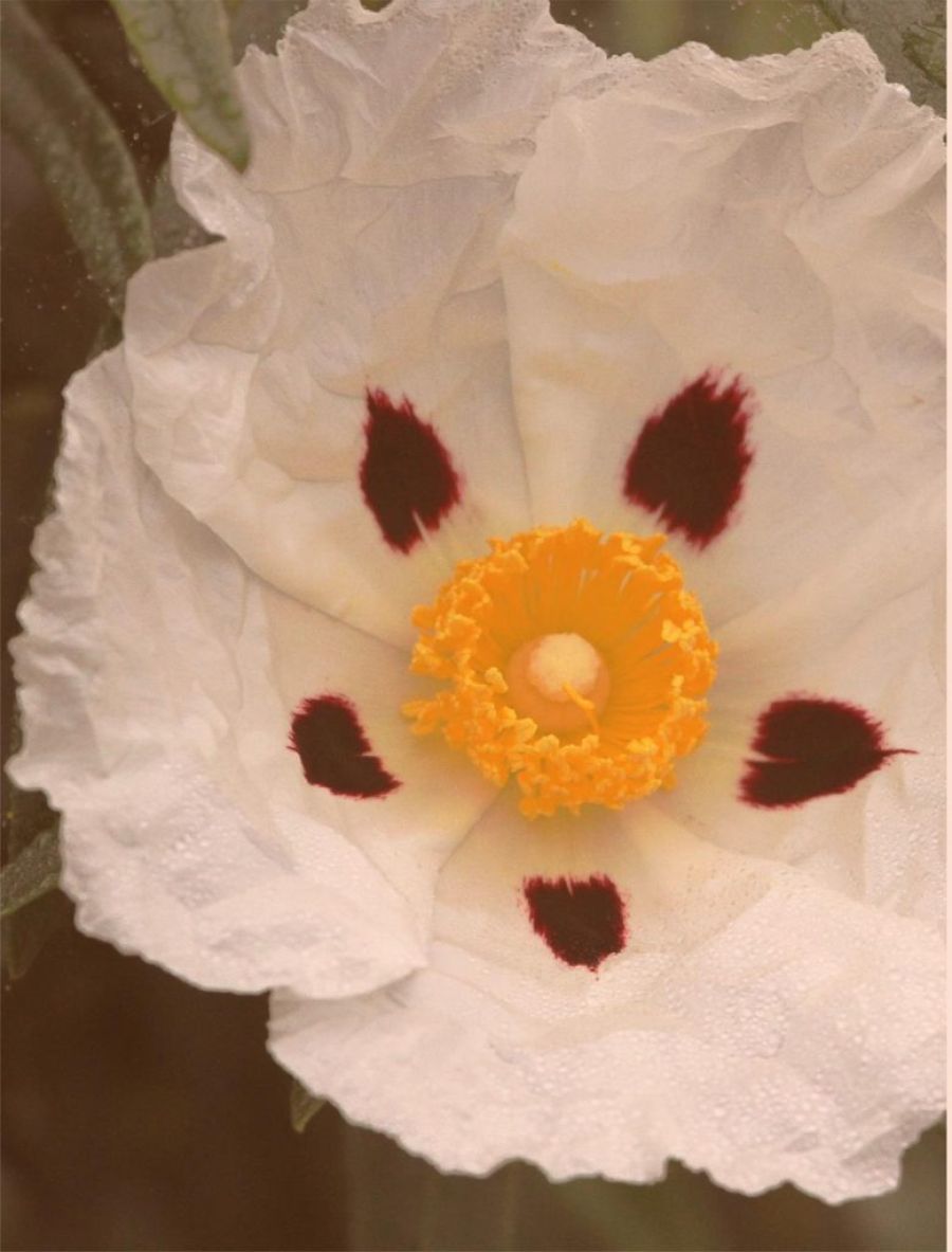 Festival de la Jara en Flor