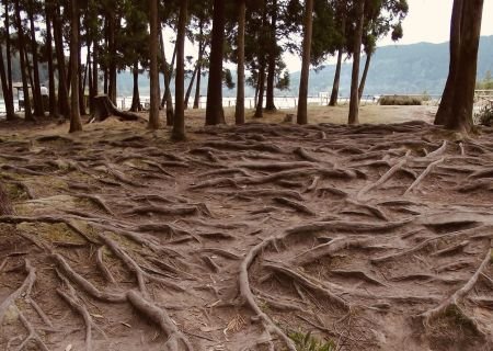 Raízes Açorianas