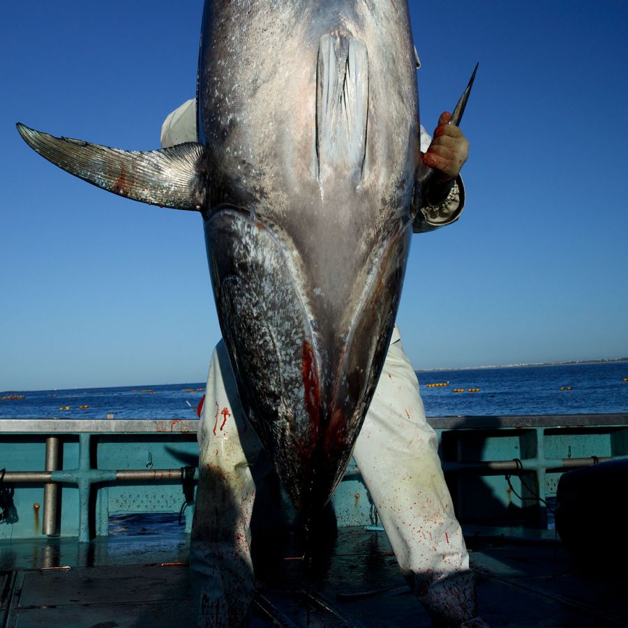 'Passado, presente e futuro da pesca do atum no Algarve'