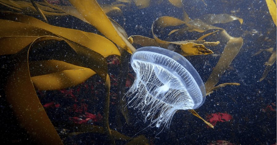 Inaguração da Exposição “Discover the world through the sea” em parceria com o Exodus Aveiro Fest