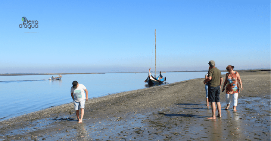 Passeio de Moliceiro com experiência na apanha de bivalves