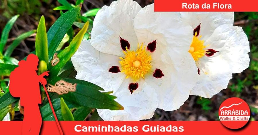 Caminhada . Rota da Flora . Azeitão 