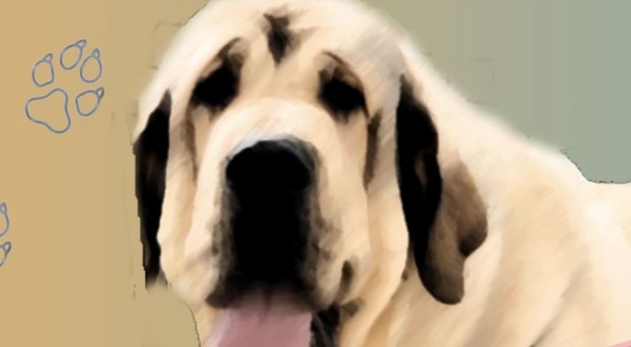 Campeonato de Mastines