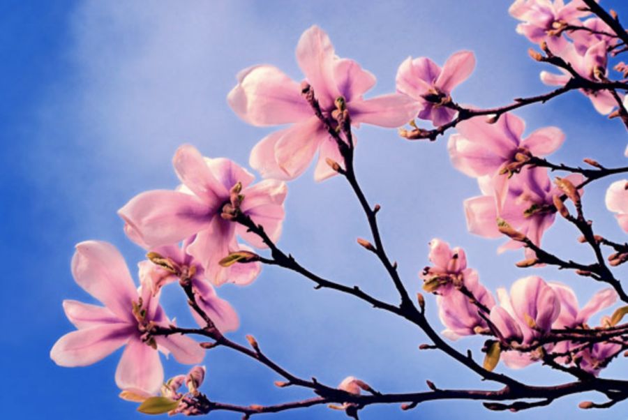 Cousiñas xeitosas: Primavera!