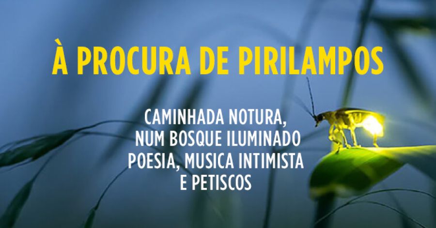 À procura de Pirilampos