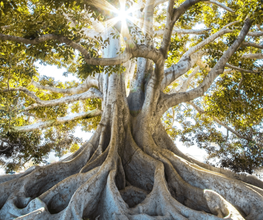 Sacred Feminine Awakening: Live Devotional Workshop